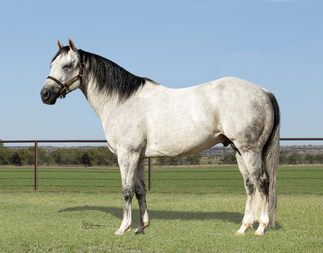 Top 5 Cutting Sires of 2020 AQHA