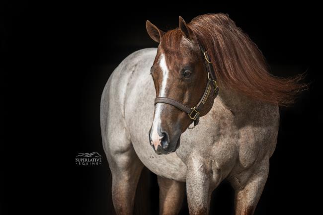 【CSR】 Red Hare, Unrivaled Stallion - EVP all-around-quarter-horse.jpg