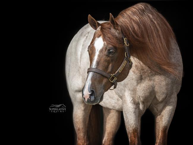 VS CODE RED - By QStallions