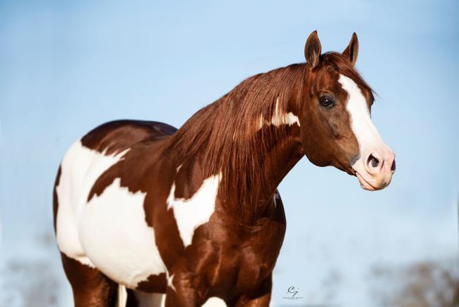 2019 apha high point amateur