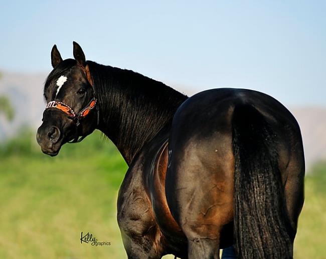 THE GOODBYE LANE By QStallions