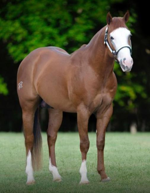 Top Cutting Sires of 2021 AQHA