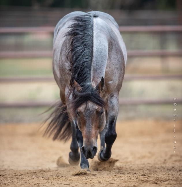 Homozygous Roan Stallion