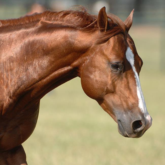 【CSR】 Red Hare, Unrivaled Stallion - EVP Red Hare, Unrivaled Stallion - Index - Grand Archive Card
