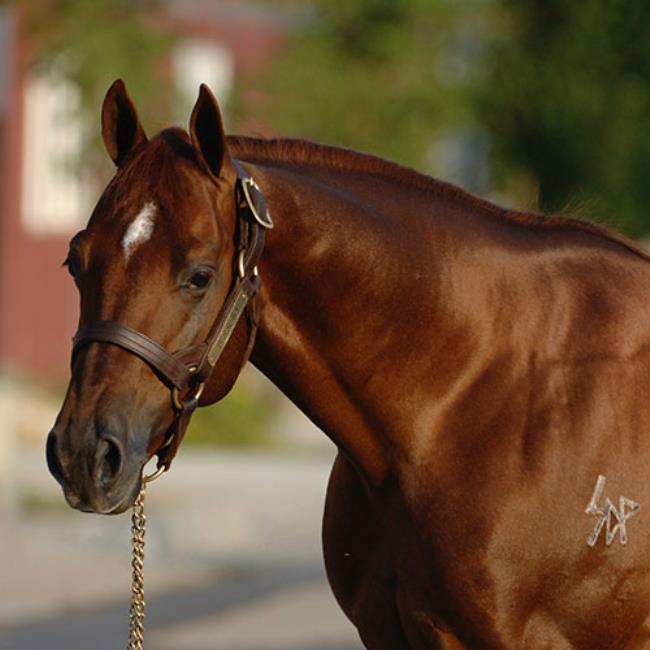 Top Cutting Sires of 2021 AQHA