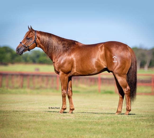 Top Barrel Racing Sires of 2022 AQHA
