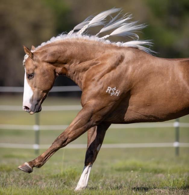 451052191_534292258923502_8994